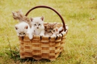 SE REGALAN 5 GATITOS - mejor precio | unprecio.es
