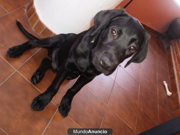 Se vende cachorro labrador