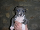 Vendo cachorros de American Staford + Pitbull - mejor precio | unprecio.es