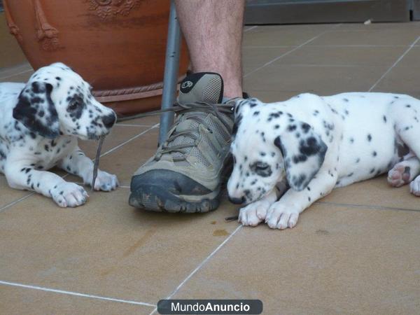 DOS CACHORROS DE DÁLMATA EN ADOPCIÓN!