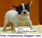 Autentico Buldogs Francès Pedigree Garantia x escrito 440€ - mejor precio | unprecio.es