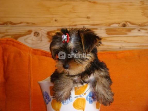 Cachorritos Yorkshire Terrier