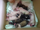 cachorros de bull terrier - mejor precio | unprecio.es