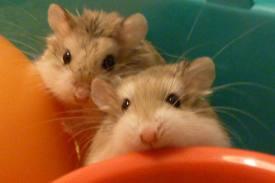 Compro o adopto hamster roborowki(URGENTE)
