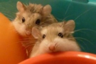 Compro o adopto hamster roborowki(URGENTE) - mejor precio | unprecio.es