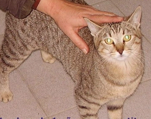 Gata. Doroci, Especialmente Agradecida - Madrid