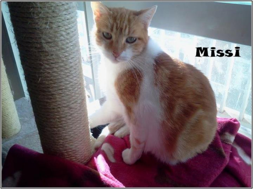 GATA Missi, sus bebes se adoptaron y ella se ha quedado sola