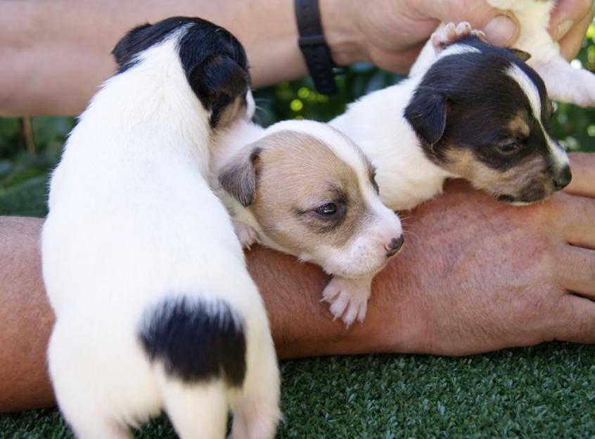 Jack Russell Cachorros