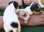 Jack Russell Cachorros - mejor precio | unprecio.es
