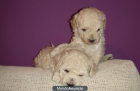 linda cachorritas - mejor precio | unprecio.es
