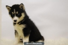 Siberian Husky SOMOS CRIADORES\'\' INFORMATE www.doogs.es - mejor precio | unprecio.es