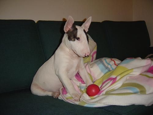 Standford shire bull terrier   100
