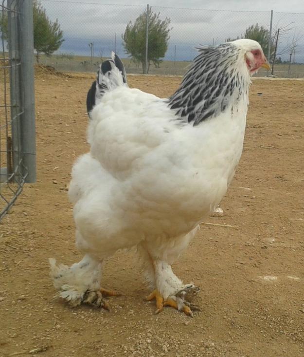 Huevos fértiles de gallinas brahma