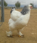 Huevos fértiles de gallinas brahma - mejor precio | unprecio.es