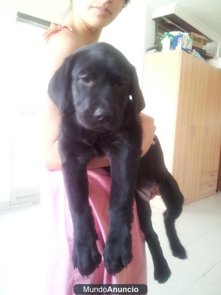 100€ - Cachorro Labrador Retriever negro
