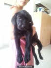 100€ - Cachorro Labrador Retriever negro - mejor precio | unprecio.es