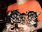 achorro Yorkshire Terrier 140 - mejor precio | unprecio.es
