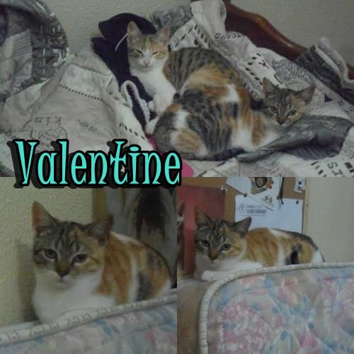 AILA Y VALENTINE. Dos hermosas tricolores buscan un buen hogar.
