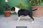 Bull terrier Miniatura, cachorros disponibles , de primera calidad - mejor precio | unprecio.es