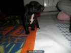 Camada American Pitbull Terrier - mejor precio | unprecio.es