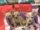 Chihuahua en venta cachorritos preciosos! - mejor precio | unprecio.es