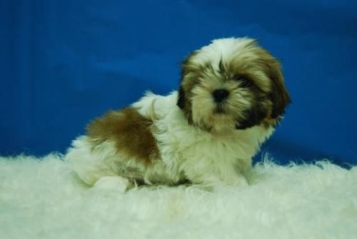 Lindos Cachorros de ShiTzu Disponibles para Entregar