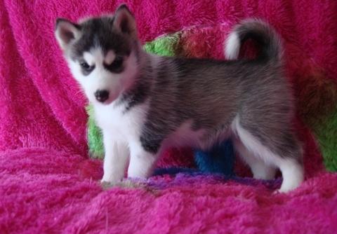 Los cachorros de Husky siberiano de ojos azules listos para su adopción