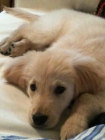 se ofrece golden retriever macho para monta en sevilla - mejor precio | unprecio.es