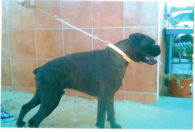 venta de cachorros boxer