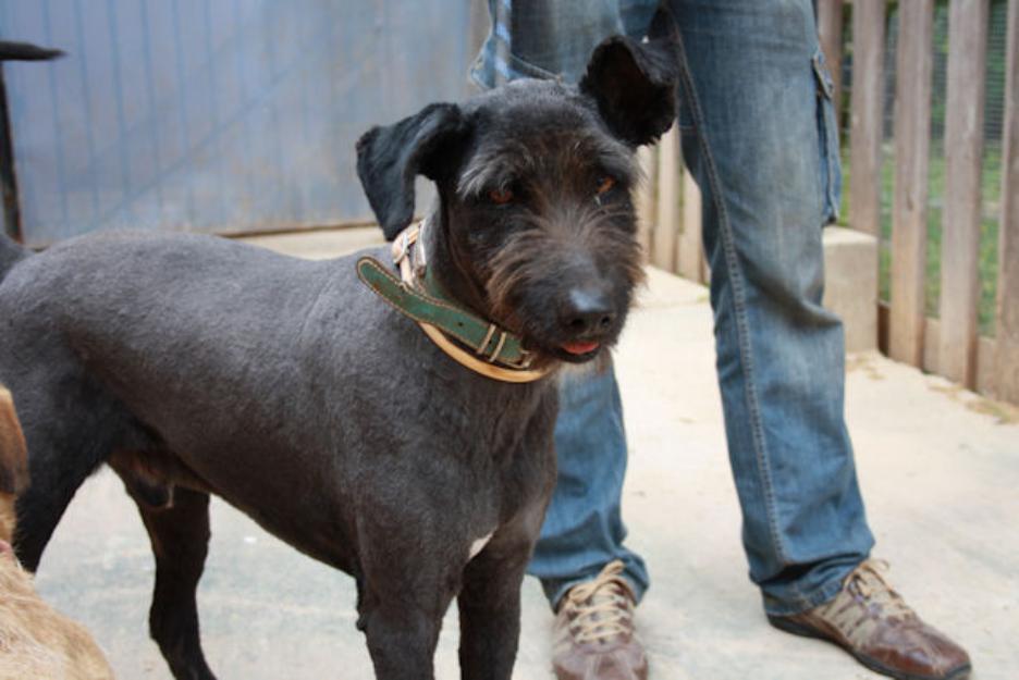Adopta a un peluson adorable, adopta a SULTAN