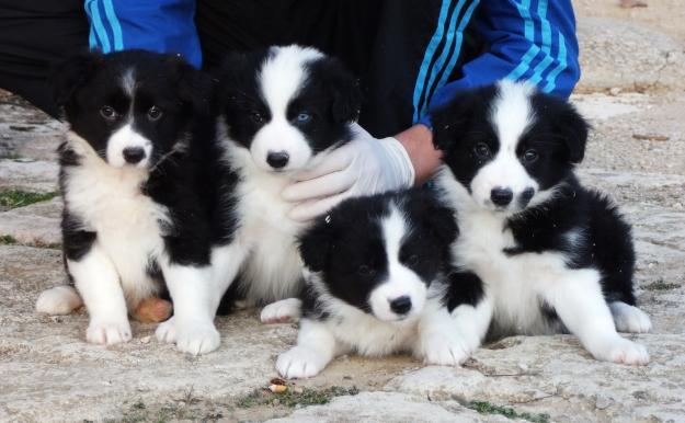 Border Collie blanco y negro. Cachorros disponibles