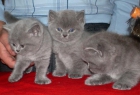 British Shorthair Blue excelente camada - mejor precio | unprecio.es