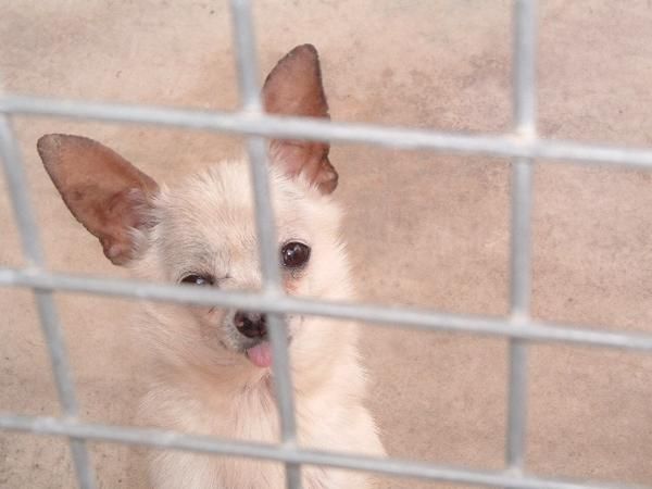 Chihuahua macho apto para montas