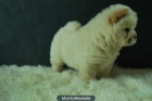 CHOW CHOW de dos meses, tenemos 3 cachorros ¡¡ una preciosidad¡e - mejor precio | unprecio.es