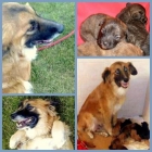 Se regalan perritos - mejor precio | unprecio.es
