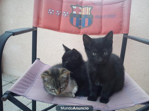 somos tres gatitos que necesitamos una buena familia