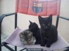 somos tres gatitos que necesitamos una buena familia - mejor precio | unprecio.es