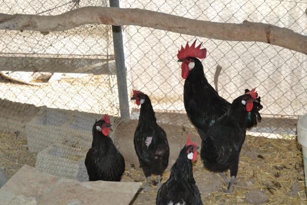 venta de huevos de gallinas de raza para incubar