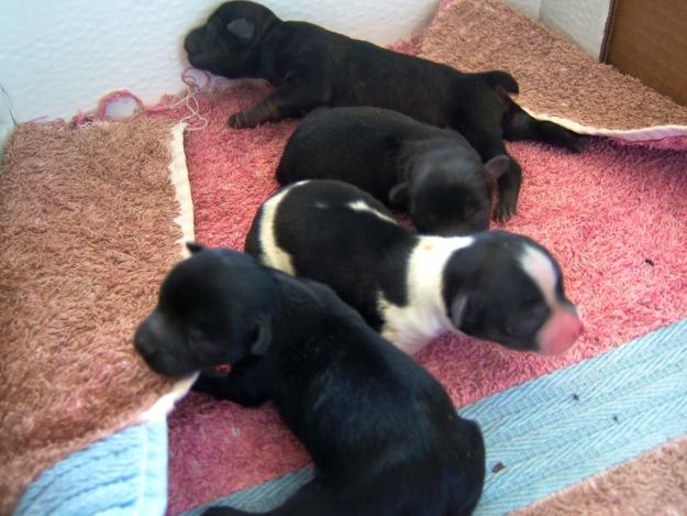 Adopción de cachorros