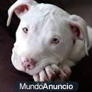 american stanford cachorros