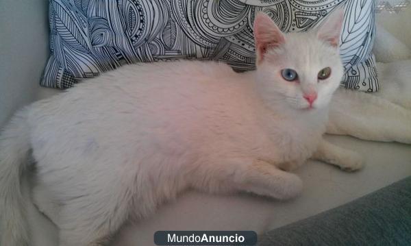 BLANCO Y CLARITA gatos blancos en adopción