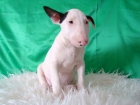 BULLTERRIER , BLANCOS CON OREJITAS NEGRAS - mejor precio | unprecio.es