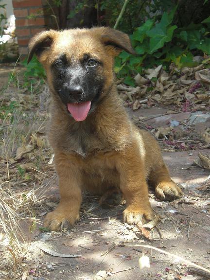 Cachorrona cruce Pastor Aleman