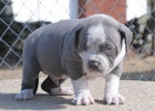 Cachorros American Pitbull - mejor precio | unprecio.es