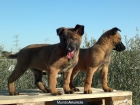 CACHORROS PASTOR BELGA MALINOIS - mejor precio | unprecio.es