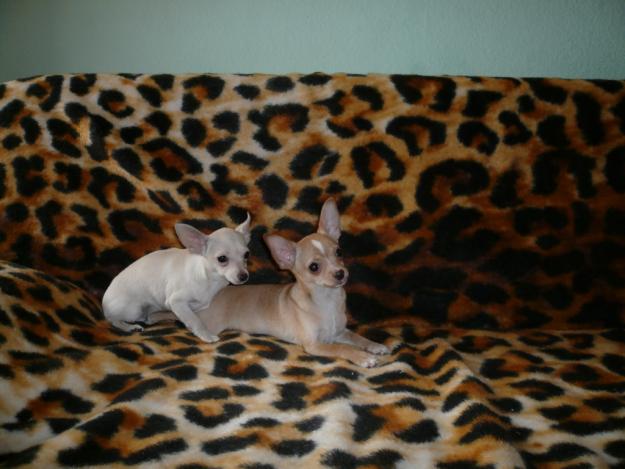 Chihuahua de pelo corto