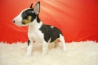 Excelente camadita de bull terrier, bonitos y alegres - mejor precio | unprecio.es