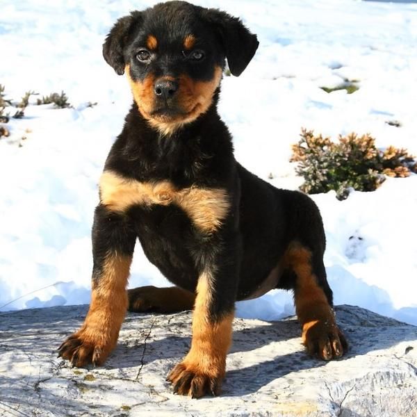 Excelentes cachorros de Rottweiler