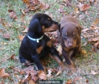 Excelentes cachorros Dobermann forze - mejor precio | unprecio.es