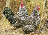Gallinas y gallos pedreses 5 €/unidad